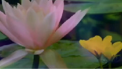 莲花