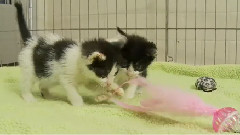 Oreo Kittens Like The Feather Toy
