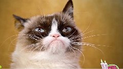 Happy 2nd Birthday Grumpy Cat