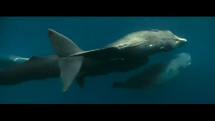 Aquaria