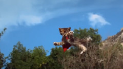 Flying Kittens vs. Flying Puppies