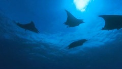 The Ocean