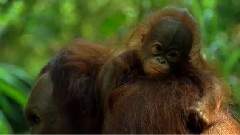 Monkey Mother Love