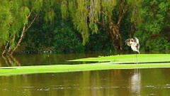 JABIRU