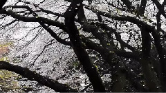 旅愁 (りょしゅう)