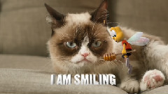 Buzz Meets Grumpy Cat
