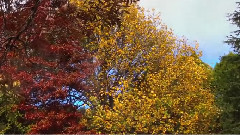 Colours Of Autumn