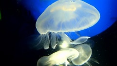 Jellyfish