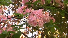 Scent Of A Morning