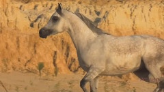 Grace Of The Desert