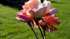 Flowers For Your Soul ...