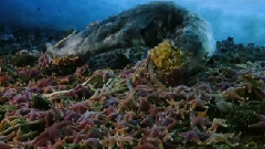 Monsters On The Sea Floor