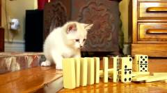 Cute Kitty Knocking Over Dominoes