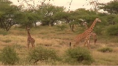 Wild Africa