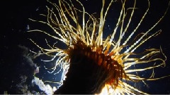 The Soul Of The Ocean