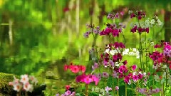 Primula Japonica In Nikko