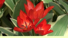 Keukenhof