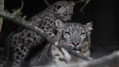 Snow Leopard Cubs – Zoo Basel