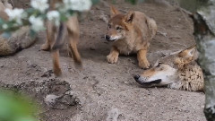 The Wolfbabys - Zoo Zuerich