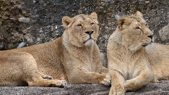 Posing Cats