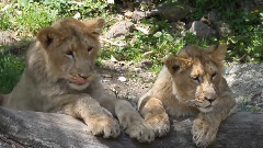 Pack Of Hungry Lions In A Zoo Catching