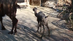 Процесс доставки верблюда