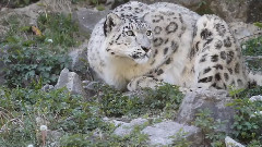 Kailash der Schneeleopard ist ein Jahr alt - Zoo Zuerich
