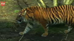 Sumatran Tigers Celebrate First Birthday at London Zoo