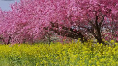 日本长野县小布施町河滨公园花卉节