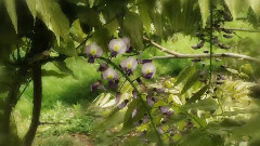 神秘园Stormy Garden