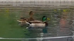 神秘园 Just The Two Of Us