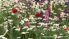 Relaxing Flute