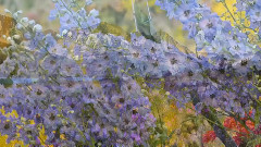 Ladies in Lavender