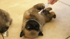 Pug Puppies Get Belly Rub With Toothbrush