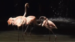 Country Waltz