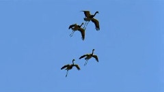 Geese Regression