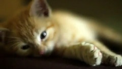 A Cat's Life