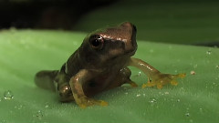 Moonlight Frog Pupil