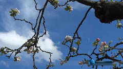 野花