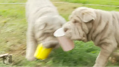 Shar Pei Puppies Drink From Cups