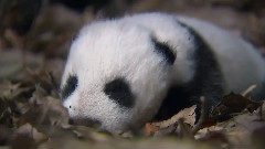 Cute Animals