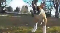 İki Bacaklı Köpeğin Hayatı