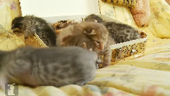 A Suitcase of Kitty Cuteness