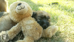 Puppy Naps On A Teddy Bear