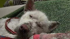 爱心人士垃圾场拯救流浪犬