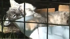 Domestic Cats