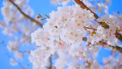 梨花情