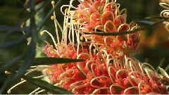 Native Plants