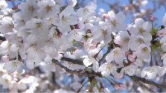 樱花 <云雀之歌>