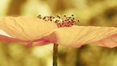 A Fascinating Journey 4